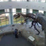 museum-of-natural-sciences